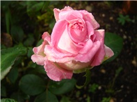 86db83bd-Picture 009.jpg